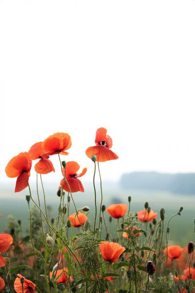 Leuchtende Mohnblumen mit hellem Hintergrund – luftige Fineart Naturaufnahme