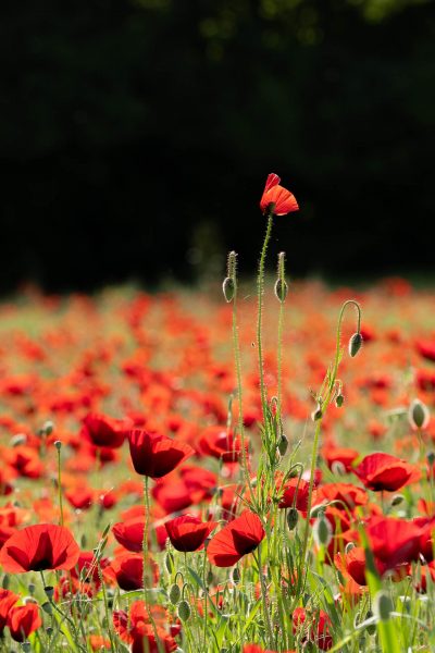 Blühendes Mohnfeld mit starker Einzelblume im Licht – Fineart Naturaufnahme