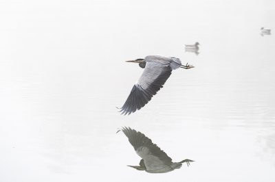 Graureiher im Flug über spiegelndes Wasser im Nebel – Fineart Tierfotografie