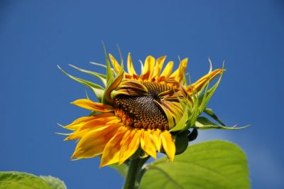 Nahaufnahme einer sich öffnenden Sonnenblume vor tiefblauem Himmel – Fineart Naturaufnahme