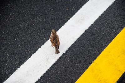 Spatz steht auf weißer Linie zwischen Asphalt – Streetart-Fotografie mit Kontrast