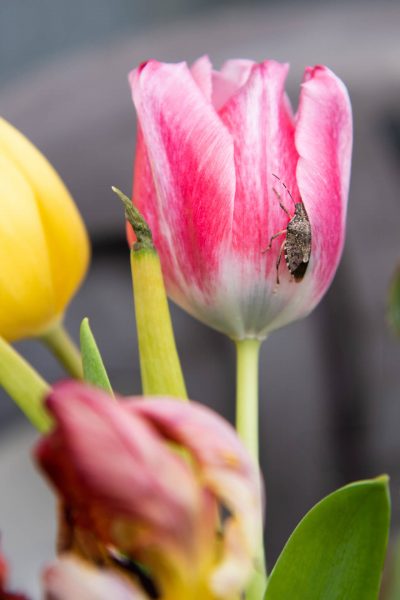 Käfer krabbelt auf rosa Tulpe – Nahaufnahme mit Blütendetails