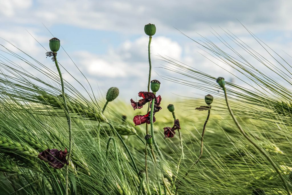 Fineart-Naturfotografie: Mohnkapseln im Kornfeld unter bewegtem Himmel