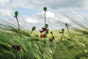 Fineart-Naturfotografie: Mohnkapseln im Kornfeld unter bewegtem Himmel