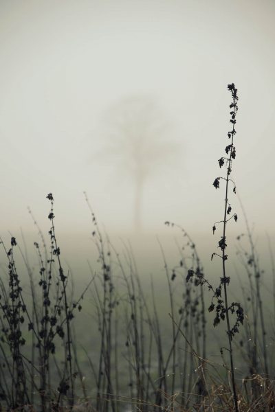 Einzelner Baum im Nebel mit unscharfen Pflanzen im Vordergrund
