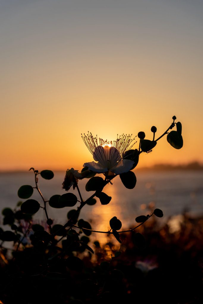 Nahaufnahme einer Blüte vor untergehender Sonne am Meer