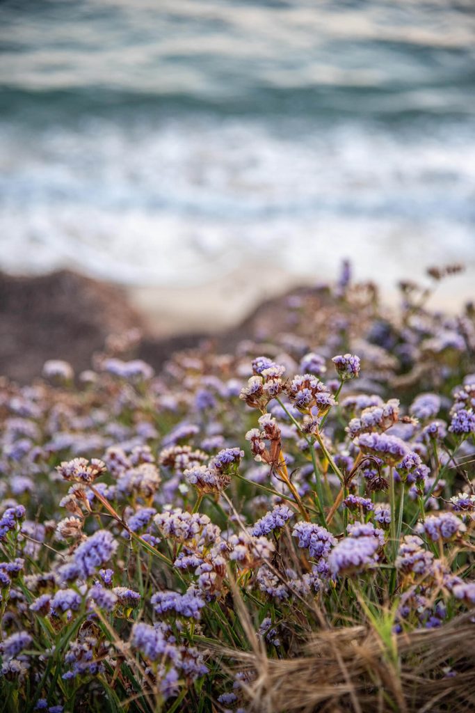 Violette Blumen mit Meeresblick – Kreta