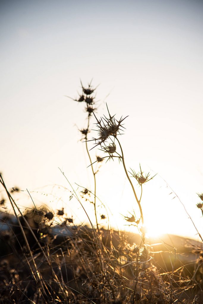 Trockene Gräser im Gegenlicht der tiefstehenden Sonne