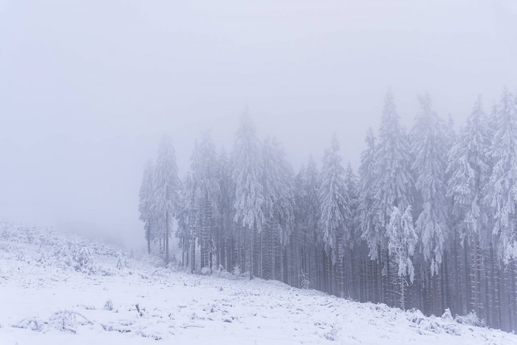 Stillleben im verschneiten Wald mit Nebelstimmung