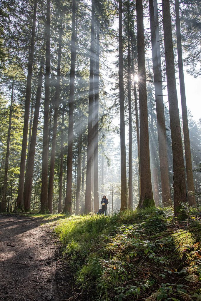 Lichtstrahlen fallen durch die Bäume auf einen Waldweg mit einer Spaziergängerin