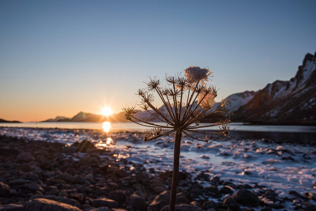 Sonnenuntergang über einem Fjord mit Fokus auf eine Pflanze im Vordergrund – Landschaftsfotografie Norwegen