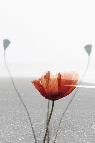 Zarte Mohnblume vor strukturierter Oberfläche – künstlerische Doppelbelichtung mir einem Paar am schaerzen Strand