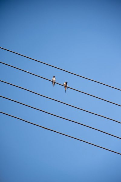 Zwei Schwalben auf Stromleitungen vor wolkenlosem Himmel – minimalistische Fineart Fotografie