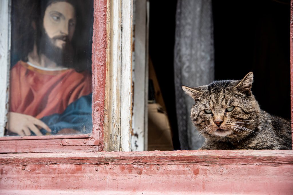 Katze im Fenster mit religiösem Gemälde – Streetfotografie mit Kontrast