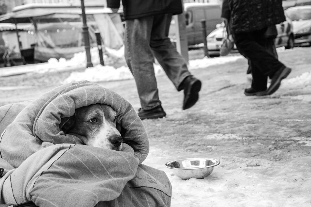 Hund eingewickelt in Decke im Winter – Schwarzweiß-Streetfotografie