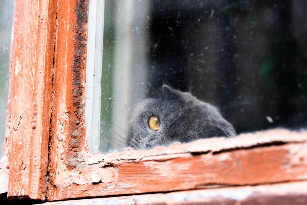 Graue Katze blickt durch altes Fenster – Streetfotografie mit Atmosphäre