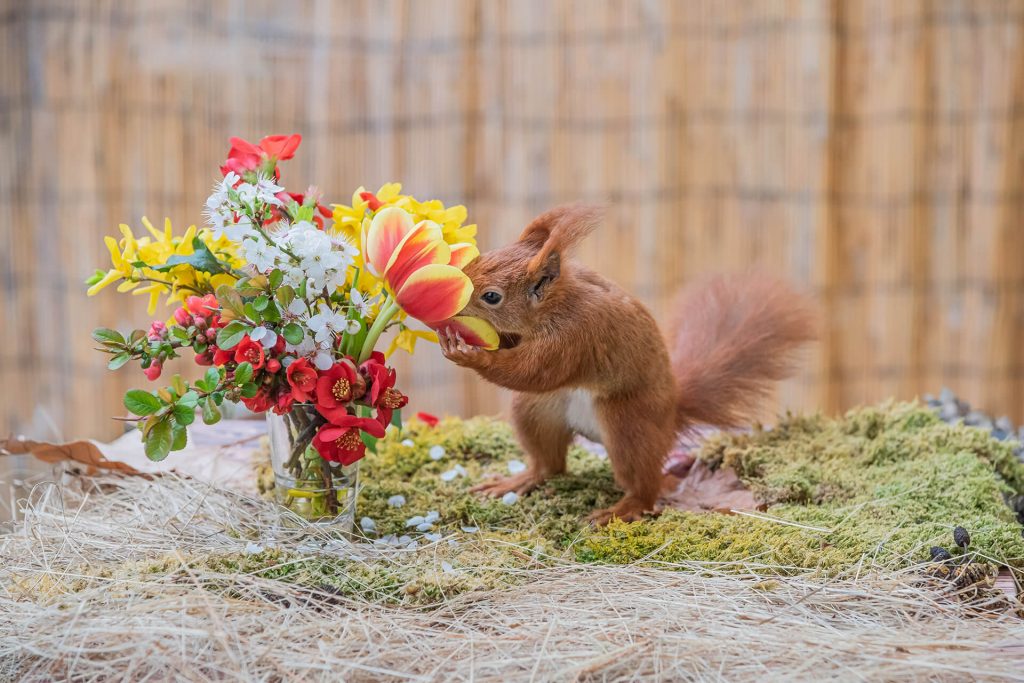 Niedliches Eichhörnchen schnuppert an Tulpen in Köln