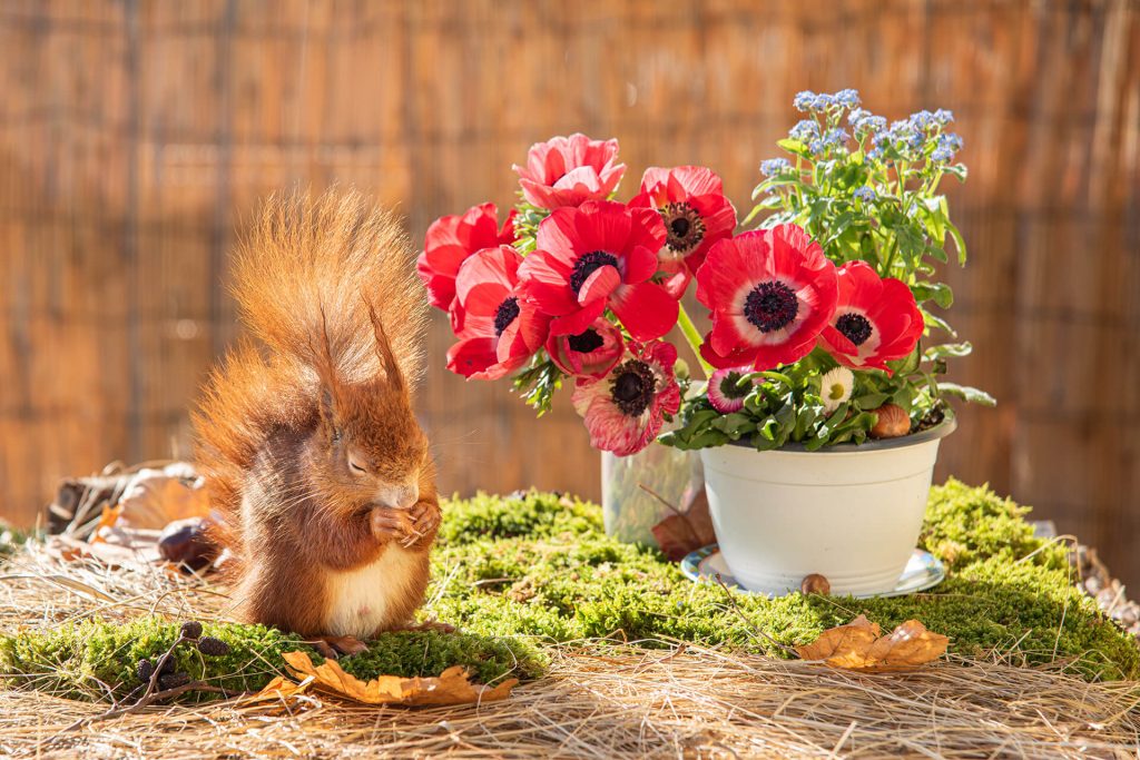 Eichhörnchen genießt den Sonnenschein neben leuchtenden roten Blumen, yourphotoandstory