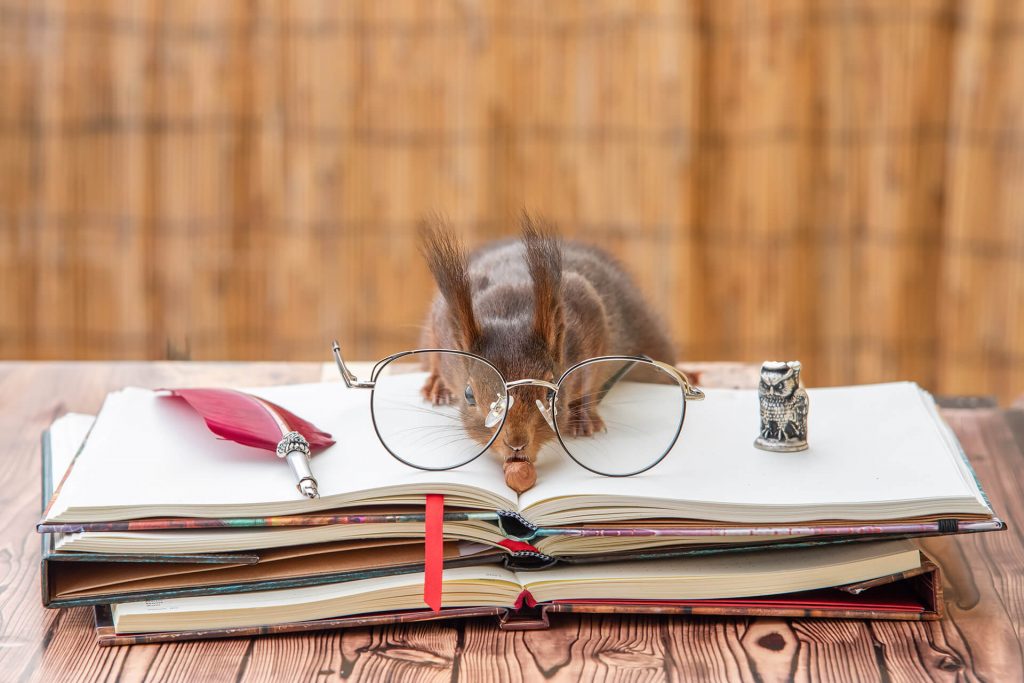 Schlaues Eichhörnchen mit Brille auf Notizbuch – Fotoshooting in Köln