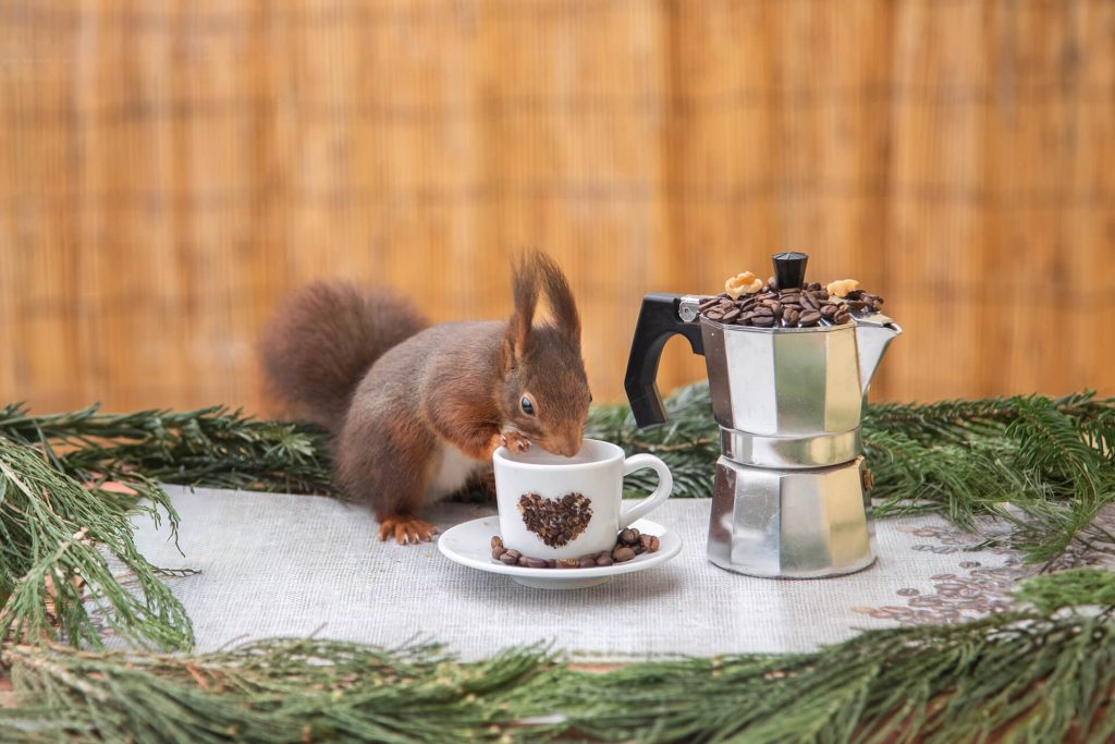 Eichhörnchen genießt Kaffeezeit mit Tasse und Kaffeebohnen in Köln