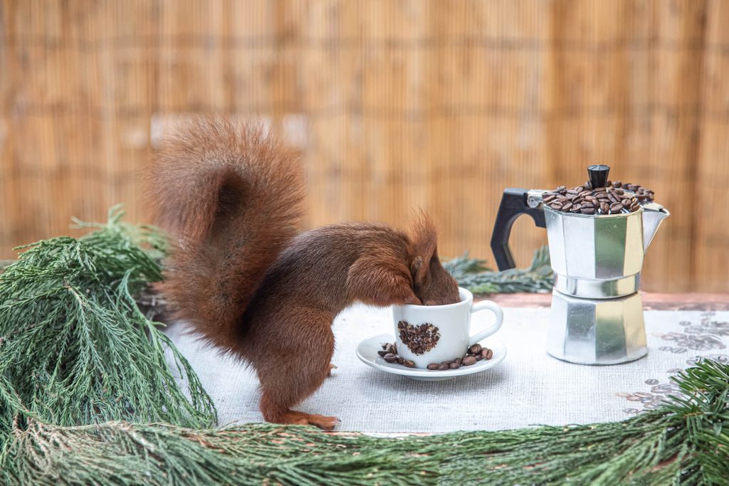 Eichhörnchen steckt den Kopf in eine Kaffeetasse in Köln