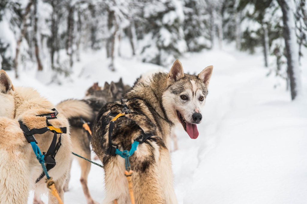 Husky schaut während einer Schlittenfahrt im verschneiten Wald zurück.