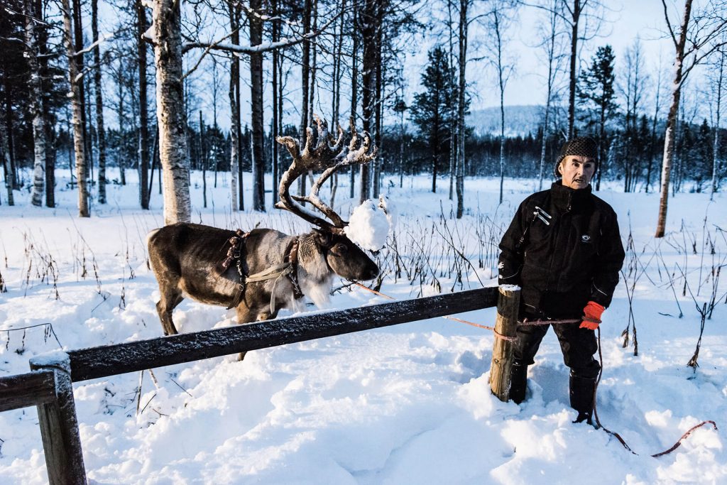 Rentier und Person stehen im verschneiten Wald in blauer Winterstimmung.